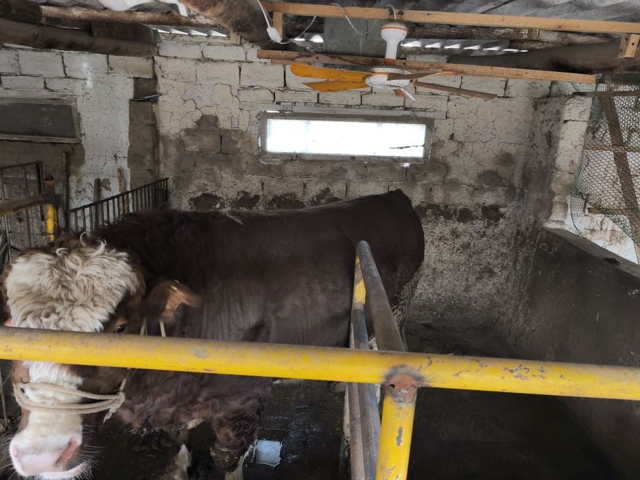 Продается бык супер