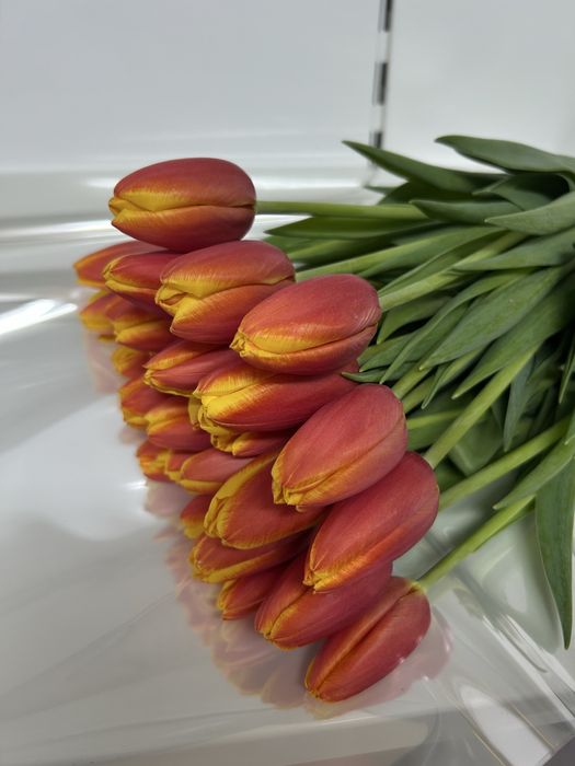 Тюльпаны предзаказ на 8 марта