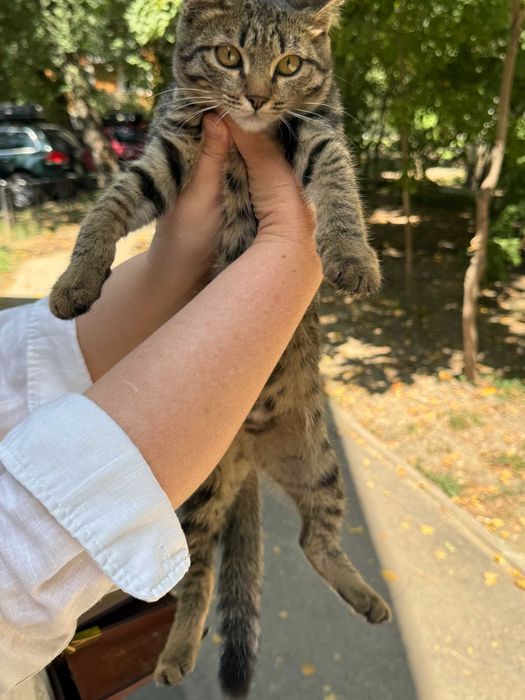 Котенок-Тигренок!