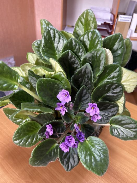 Цветы для дома или офиса