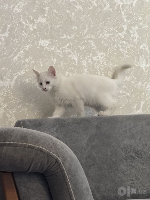 2 oylik oq mushukcha