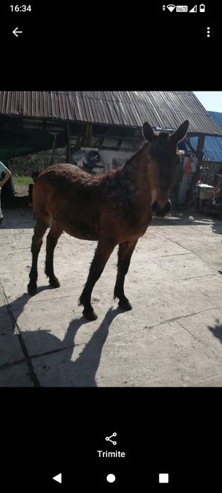 Vând manz și 2 iepe