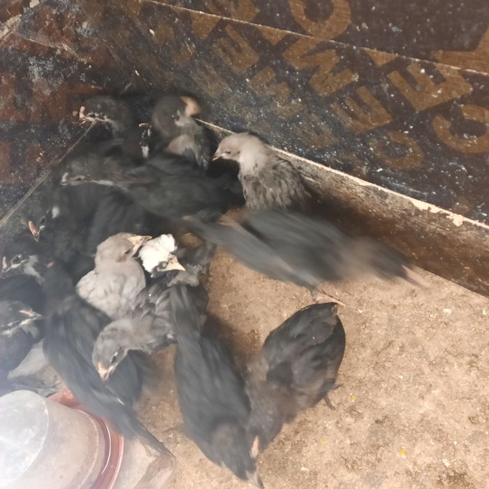 Pui australorp vaccinați.