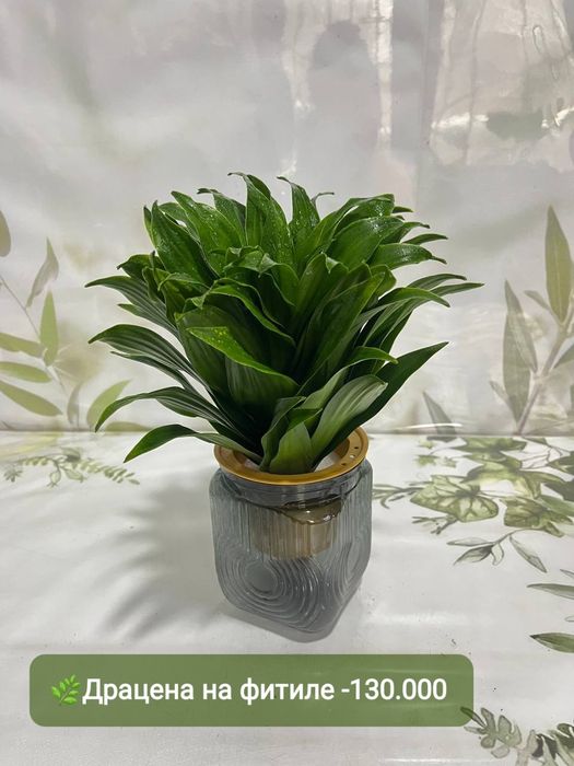 Антуриумы разных сортов