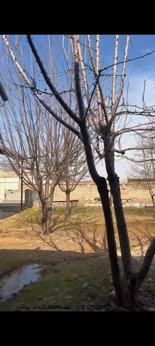 Келес Гиес Умаров 6 сотих 5 хона + ошхона