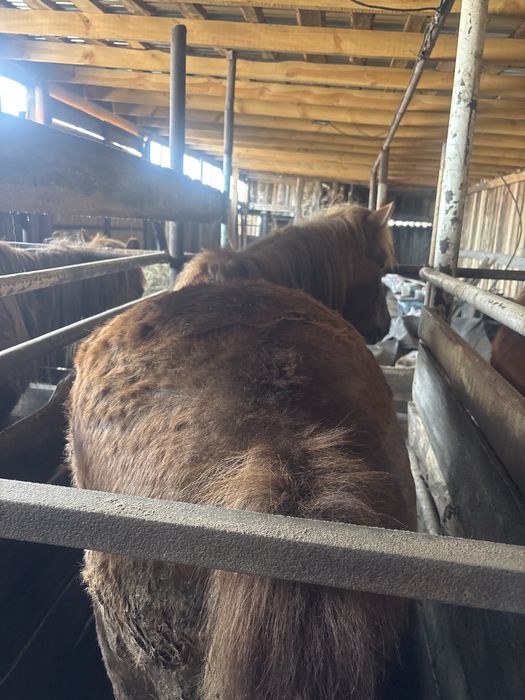 Продам Лошадей.