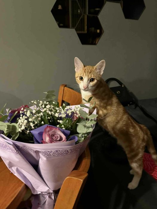 Женско Коте Родено на 01.07