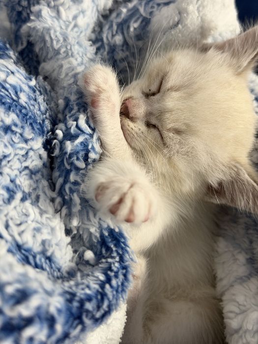 Отдам в добрые руки милую кошечку