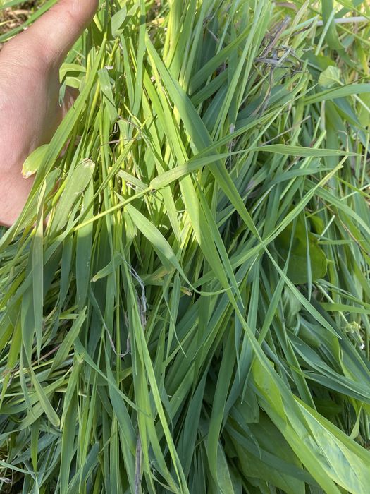 Продам траву