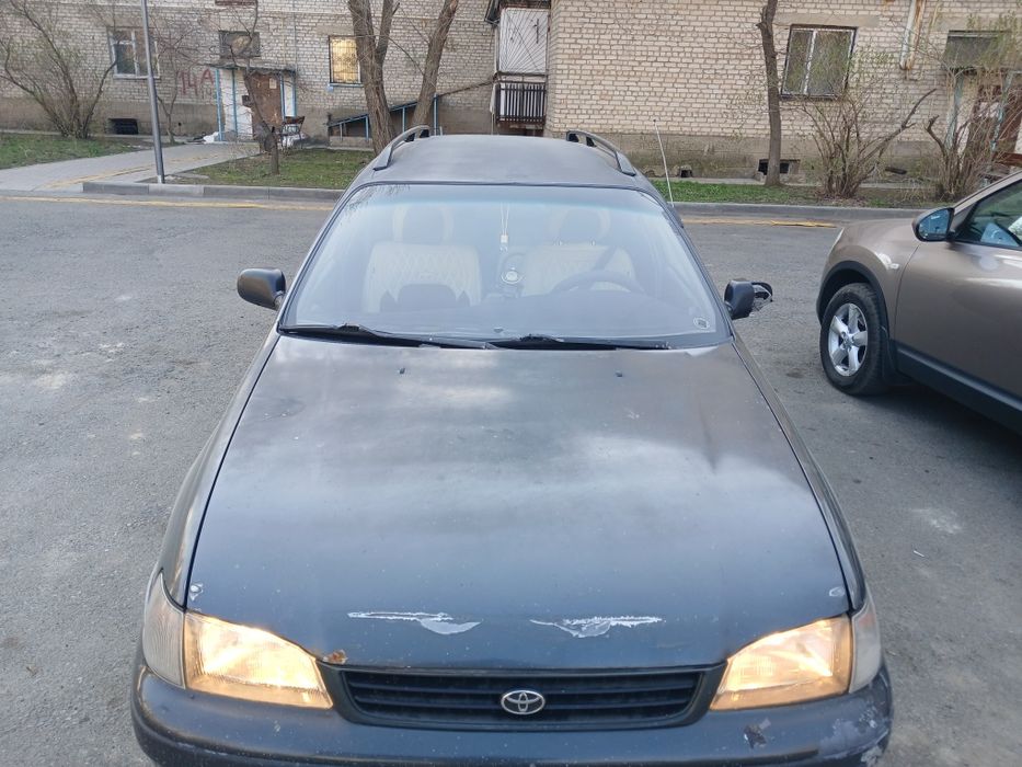 Таета карина дороло