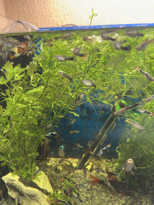 Guppy si ancistrus