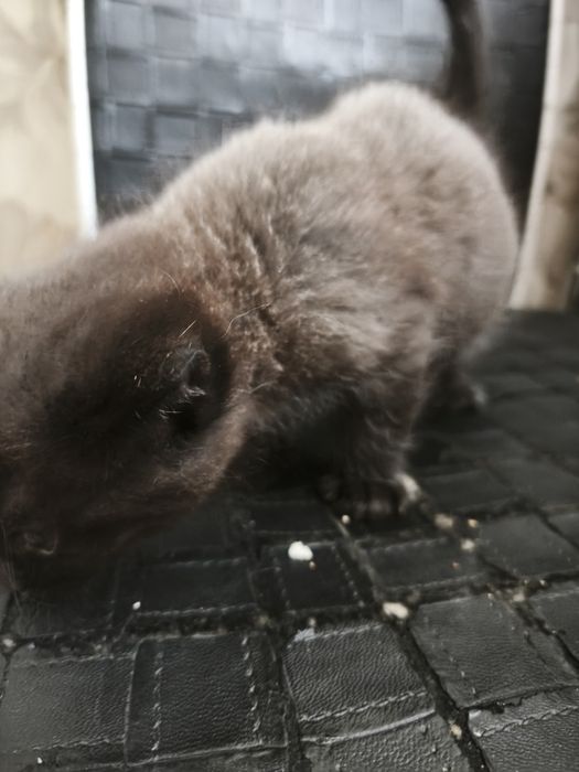 Отдам котят ! Бесплатно