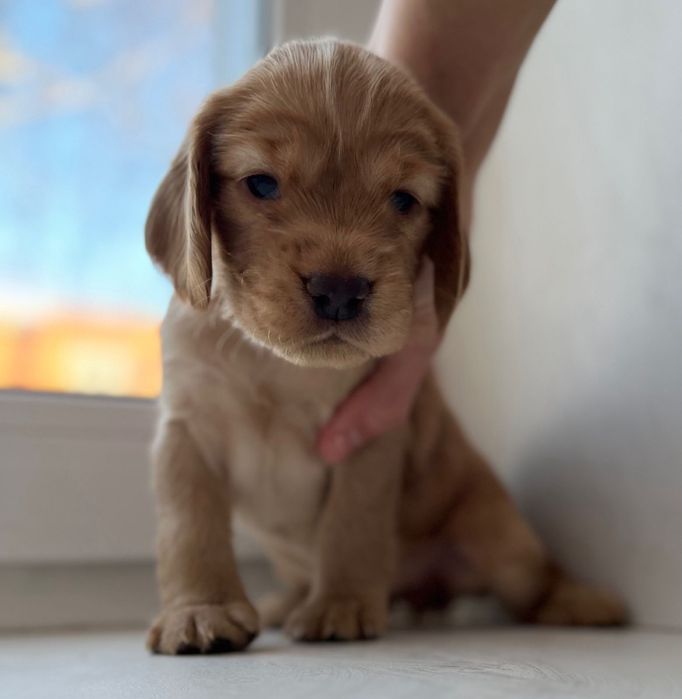 Щенки русский спаниель