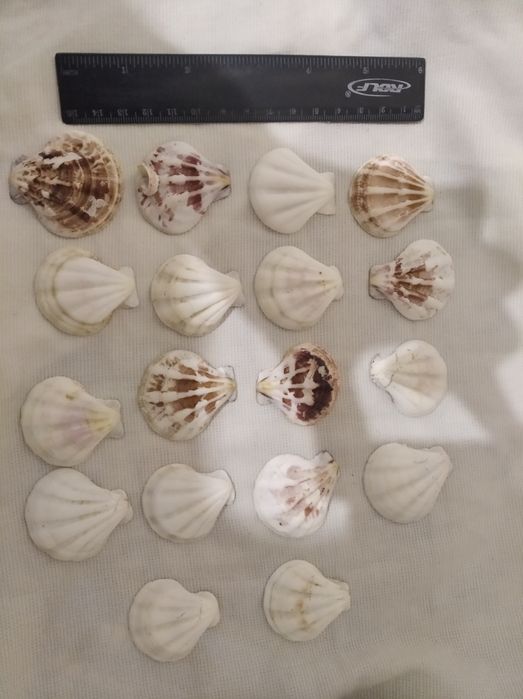 Ракушки для аквариума