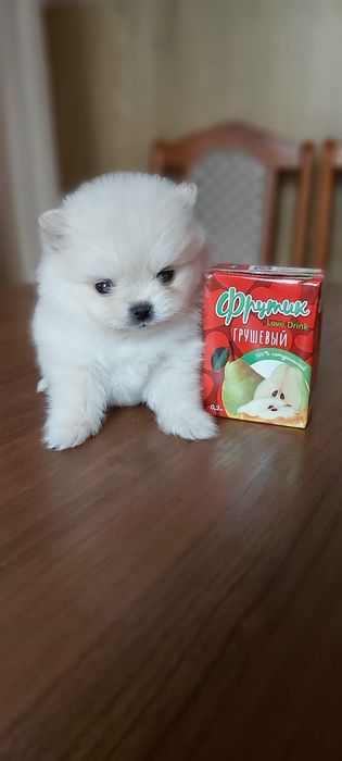 Шпицы кремовые девочки и мальчики