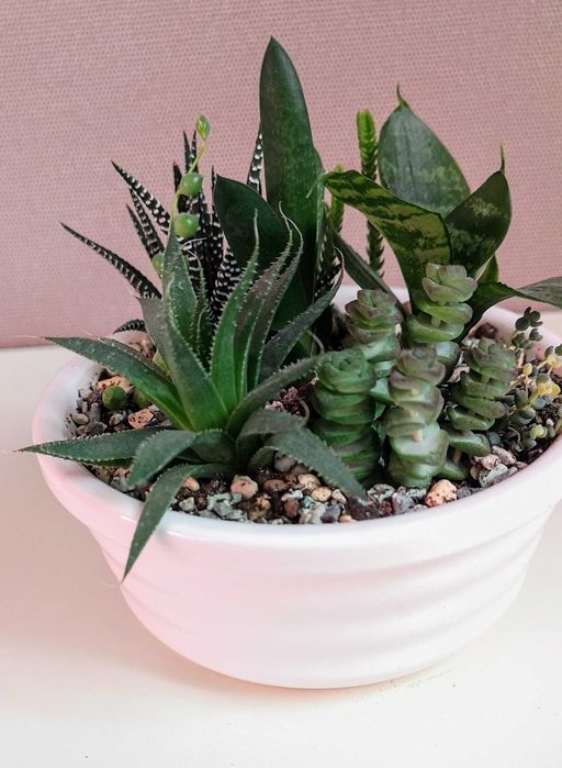 Композиции из суккулентов