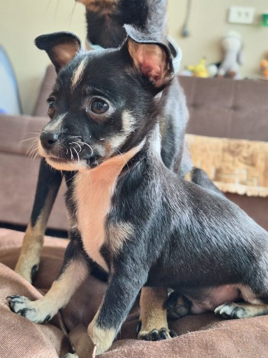 Щенки  пинчера-той