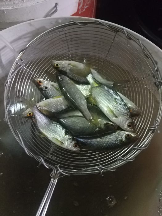 Продам малек живец