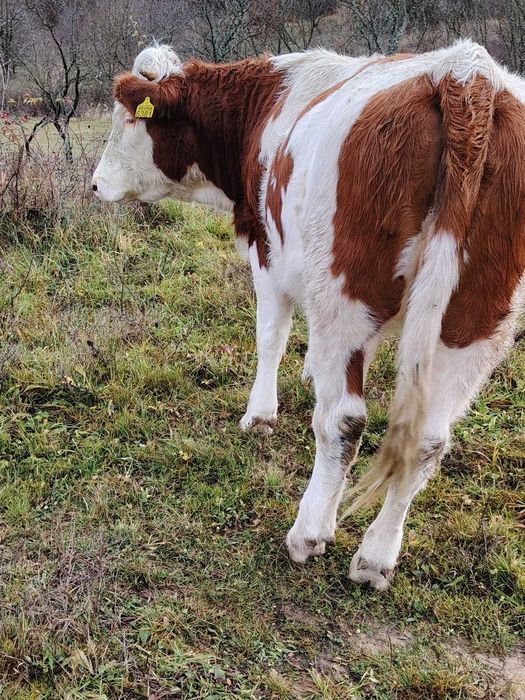 Vând 2 vaci la pachet Beclean • OLX.ro