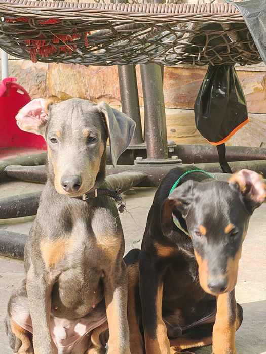 Щенки Добермана.