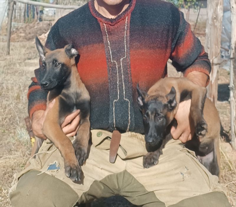 Щенки Бельгийской овчарки