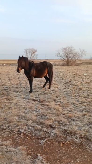 Айғыр сатылады, 8жасар