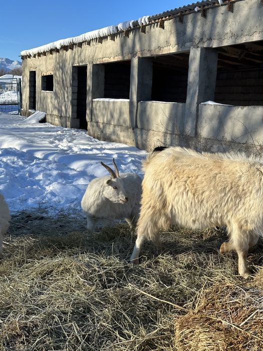 Орыс ешкі заенский