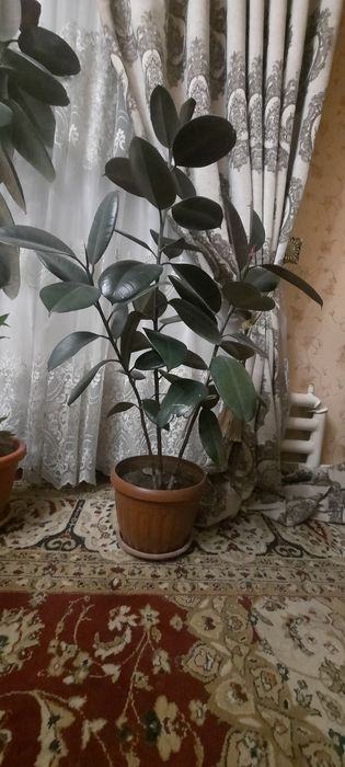 Fikus, qora shaxzoda