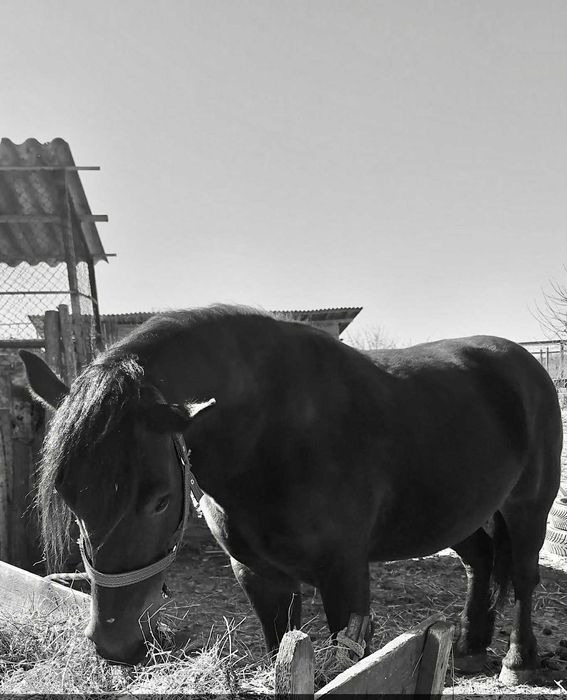 Vand iapa gestanta de 5 ani