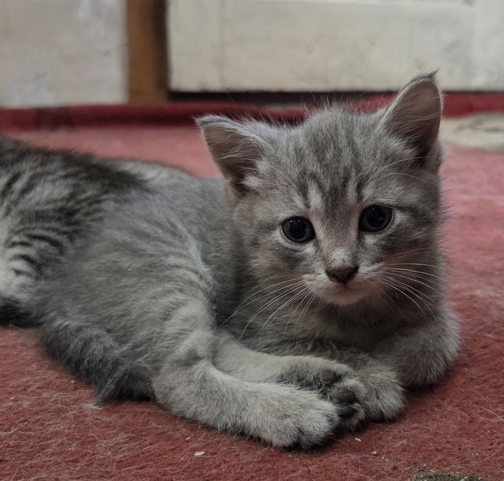 БЕСПЛАТНО! Очаровательные пепельно-полосатые котята!