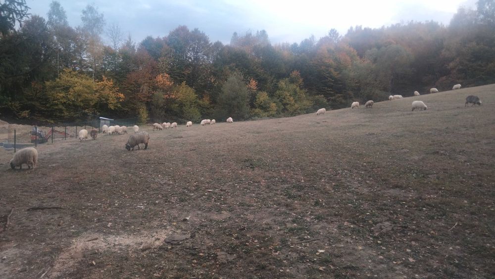 Animale oi breze