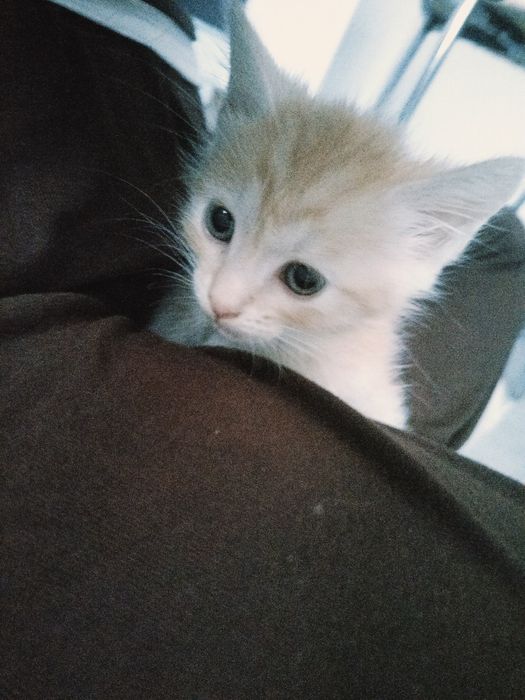 Котенок 1,5 месяц