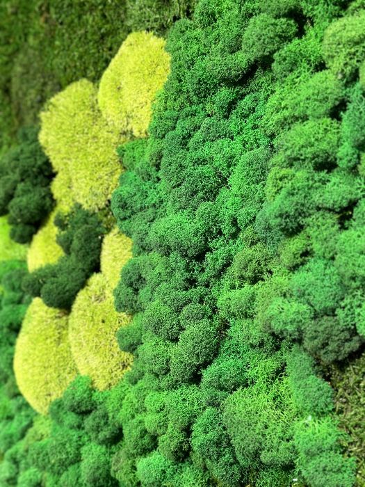 Стабилизированный Мох Фитостены Растения