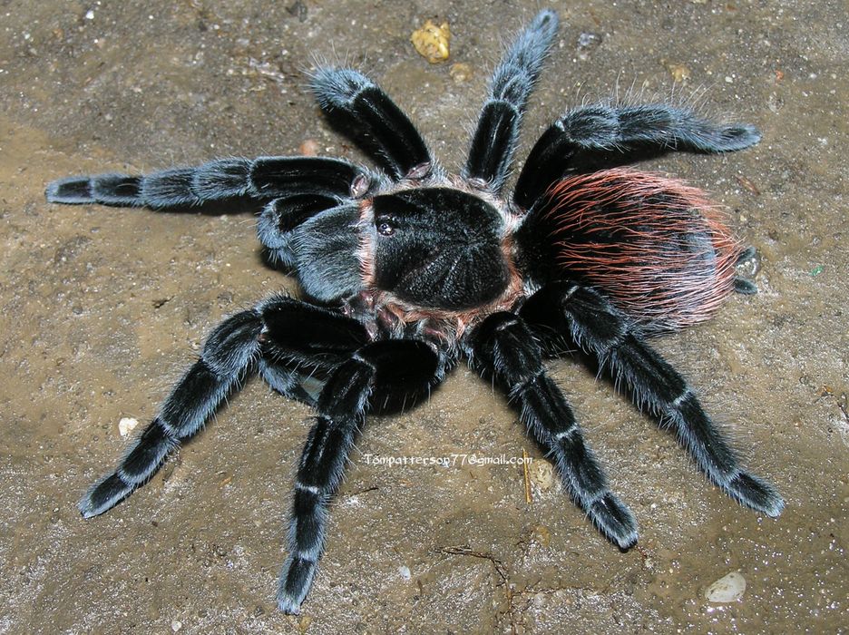 Птицеед птицеед птицеед