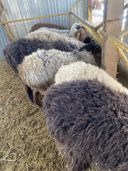 Продам курдючных баран