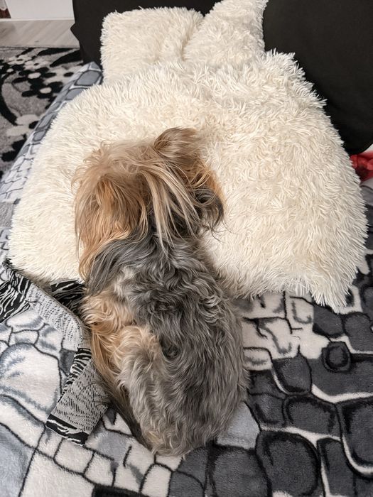 York shire terrier mini