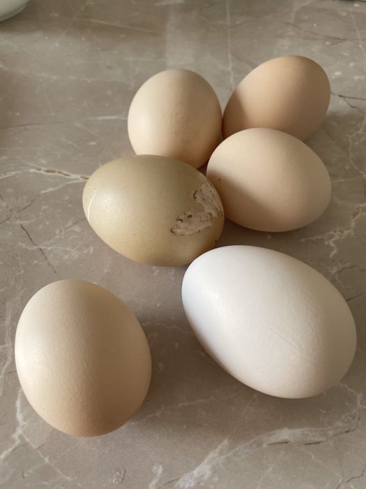 Oua de gaina, oua bio de la tara