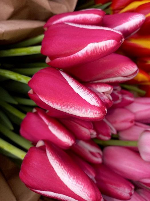 Тюльпаны оптом Алматы