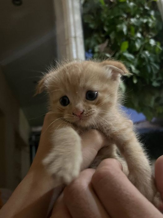Котенок мальчик родился 07.06 домашний порода Скоттиш Фолд