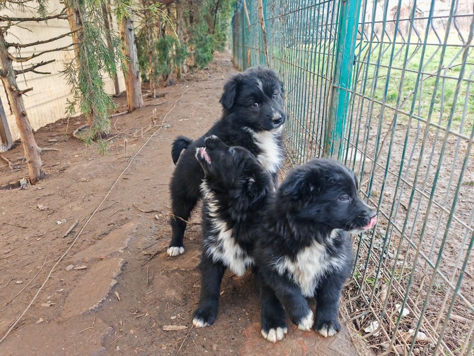 Pui Border Collie 3 luni