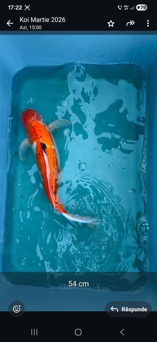 Crap  koi maturi
