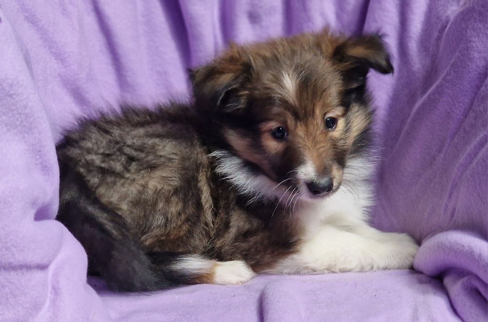 Sheltie ( shetland sheepdog) - femela