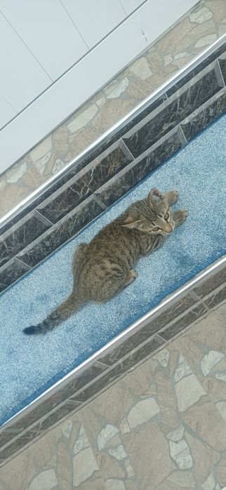 Прадаётся катята