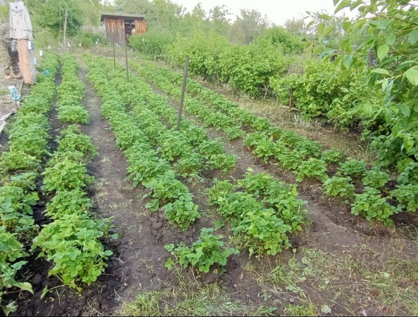 Клубника "Виктория" рассада