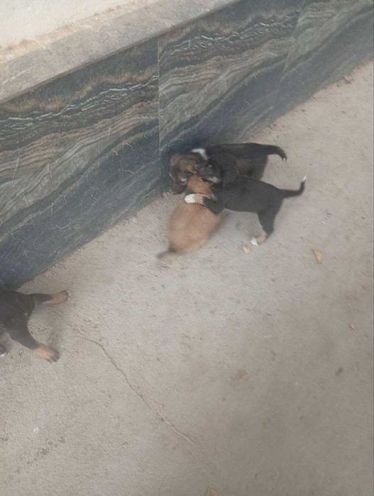 Kuchuk bolasi, 1 oylik, ovqat yeydi.