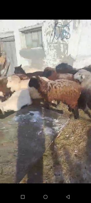 Продаётся баранов