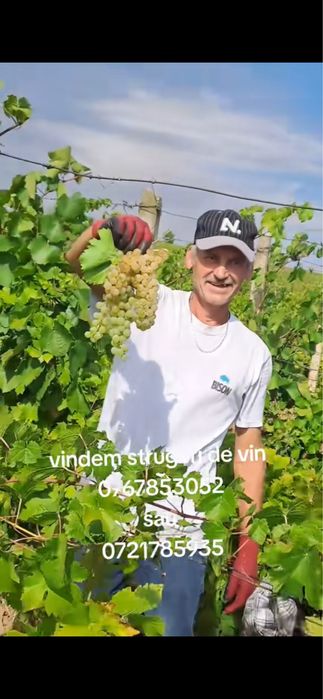 STRUGURI PENTRU  VIN, DIRECT DIN VIE  Vând struguri proaspeți, potriviți pentru producerea vinului, din diverse soiuri.
