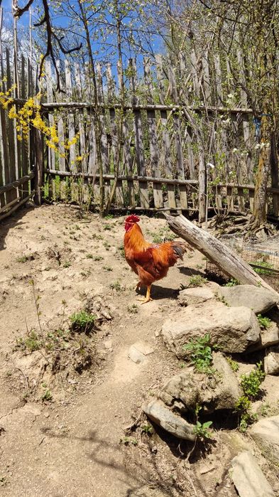 Vand cocosi australorp negru / albastru  si new hampshire
