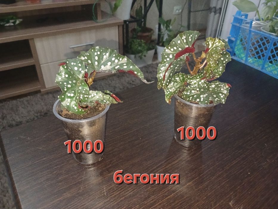 Комнатные цветы, в наличи