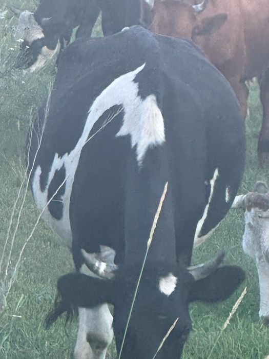 Продам коров молочных